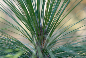 Longleaf pine needles